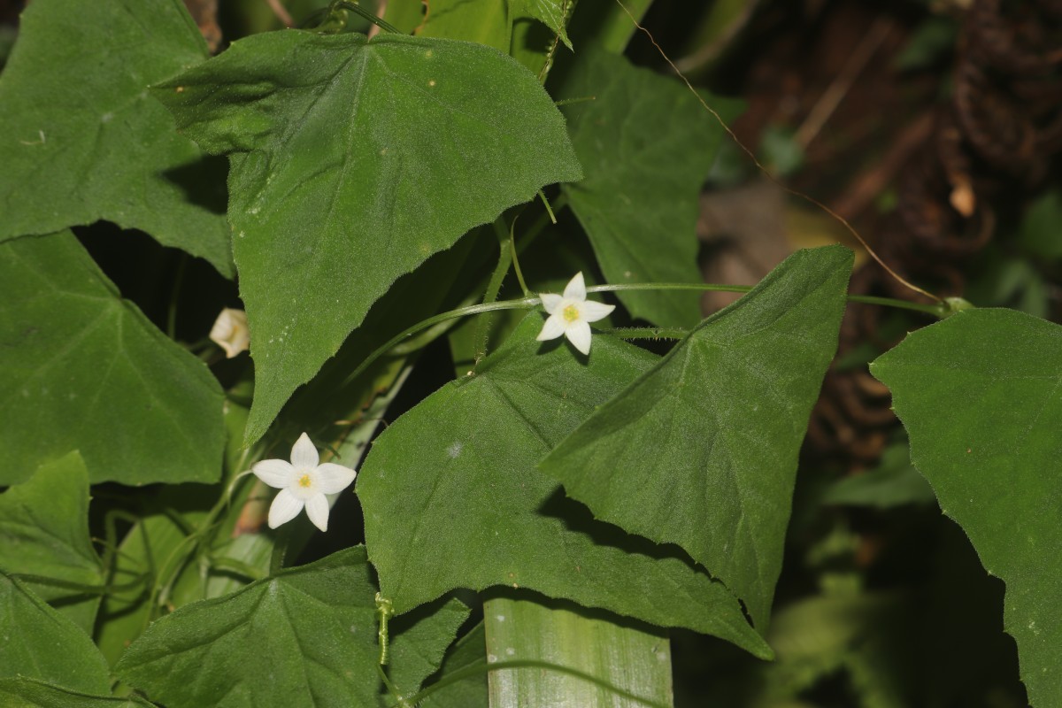 Zehneria thwaitesii (Schweinf.) C.Jeffrey